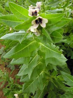 Bl&iacute;n čern&yacute; kvetouc&iacute;