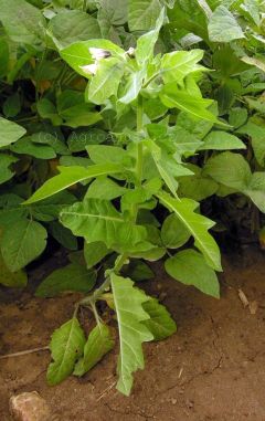 Bl&iacute;n čern&yacute; v&nbsp;porostu s&oacute;ji