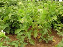 Bl&iacute;n čern&yacute; v&nbsp;porostu s&oacute;ji