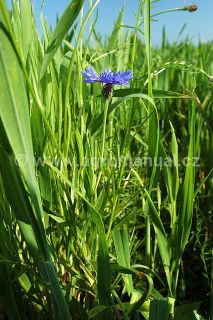 Kvetouc&iacute; chrpa poln&iacute; v&nbsp;porostu ječmene