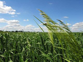 Vymetan&aacute; lata chundelky metlice