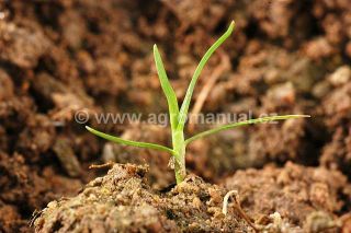 Vzch&aacute;zej&iacute;c&iacute; rostlina chundelky metlice