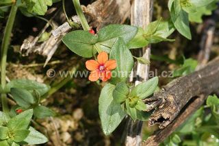 Kvetouci drchnička roln&iacute;