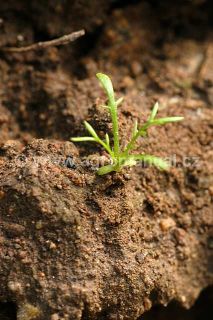 Vzch&aacute;zen&iacute;