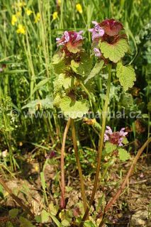 Kvetouc&iacute; hluchavka nachov&aacute;