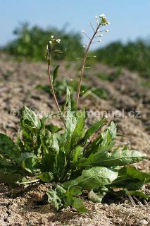 Kvetouc&iacute; koko&scaron;ka pastu&scaron;&iacute; tobolka