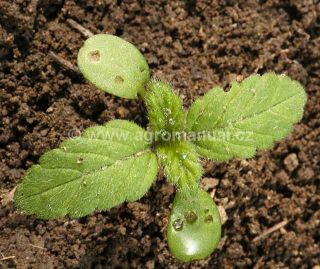 Konopice poln&iacute; ve f&aacute;zi 4 prav&yacute;ch listů