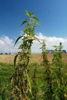 Kvetouc&iacute; rostlina