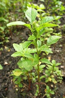 laskavec úzkolistý