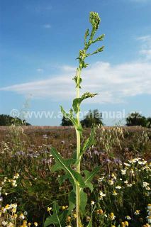 Rostlina před květem