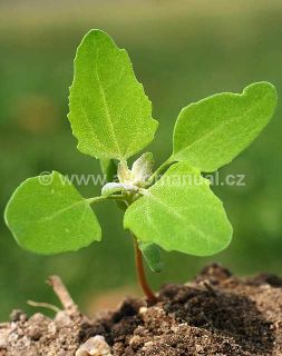 Merl&iacute;k b&iacute;l&yacute; ve f&aacute;zi 4 prav&yacute;ch listů