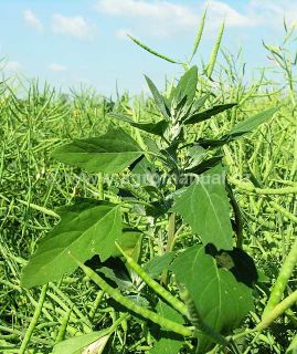 Merl&iacute;k b&iacute;l&yacute; v&nbsp;řepce ozim&eacute;