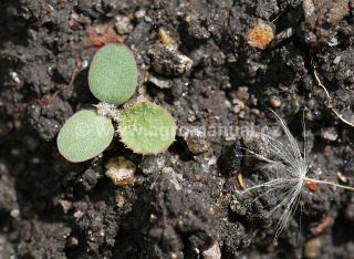 F&aacute;ze 1. prav&yacute; list