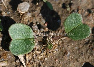 Fáze děložních listů