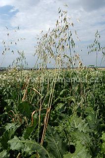 Oves hluch&yacute; v&nbsp;porostu cukrovky