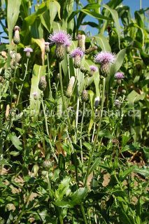 Kvetouc&iacute; rostlina v&nbsp;kukuřici