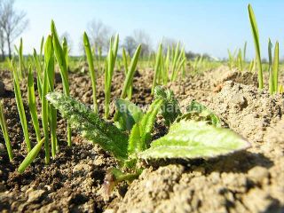 Vzh&aacute;zej&iacute;c&iacute; rostlina v&nbsp;jarn&iacute;m ječmeni
