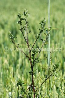 Rostlina pelyňku černob&yacute;lu