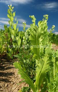 Kvetouci rostlina pen&iacute;zku roln&iacute;ho