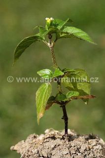 Kvetouc&iacute; rostlina