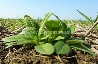 Poměnka roln&iacute;