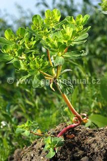 Pry&scaron;ec kolovratec