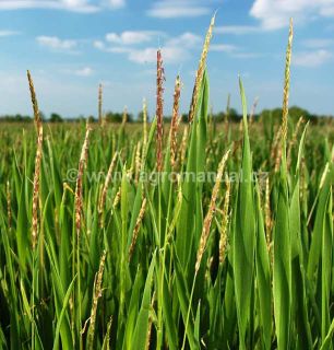 Metaj&iacute;c&iacute; rostliny