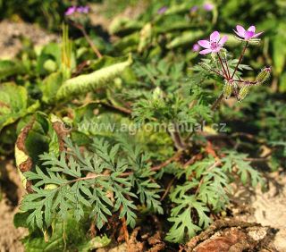 Pumpava obecn&aacute;