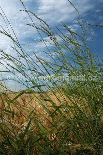 Klas p&yacute;ru plaziv&eacute;ho