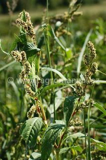 Rdesno obojživeln&eacute;