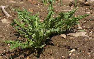 Př&iacute;zemn&iacute; růzice