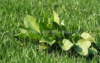 Charakteristick&aacute; př&iacute;zemn&iacute; růžice