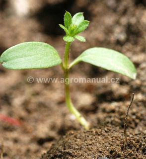 F&aacute;ze 1. přeslenu