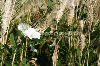 Kvetouc&iacute; svlačec roln&iacute;