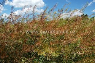 Dozr&aacute;vaj&iacute;c&iacute; rostlina v&nbsp;řepce