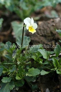 Kvetouc&iacute; violka roln&iacute;