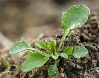 Violka roln&iacute; - př&iacute;zemn&iacute; růžice