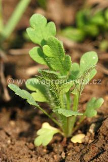 M&aacute;k vlč&iacute;