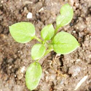 F&aacute;ze 6. prav&yacute;ch listů