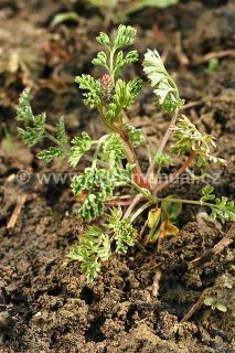 Kvetouc&iacute; zeměd&yacute;m l&eacute;kařsk&yacute;