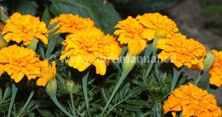 Kvetouc&iacute; rostliny