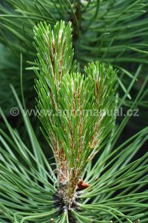 Borovice čern&aacute;