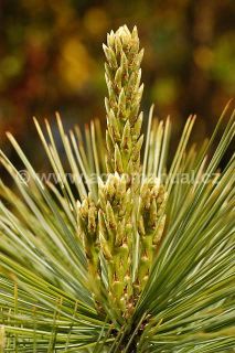 Borovice kavkazk&aacute;