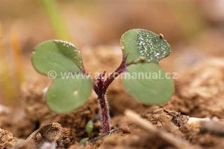 F&aacute;ze děložn&iacute;ch listů