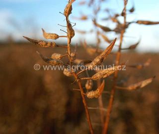 Zral&eacute; &scaron;e&scaron;ule