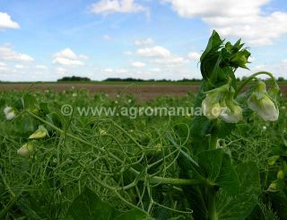 Kvetouc&iacute; rostlina hrachu