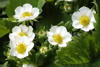 Kvetouc&iacute; jahodn&iacute;k