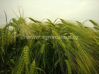 Klas ječmene ozim&eacute;ho