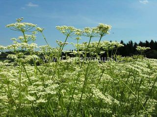 Kvetouc&iacute; porost km&iacute;nu