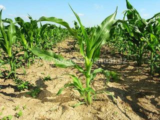Rostlina kukuřice set&eacute;